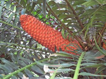 Encephalartos gratus   - Fruiting cone