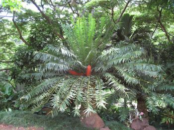 Encephalartos gratus   - 
