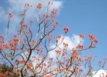 Erythrina abyssinica   - 