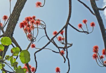 Erythrina abyssinica   - 