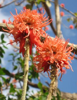 Erythrina abyssinica   - 