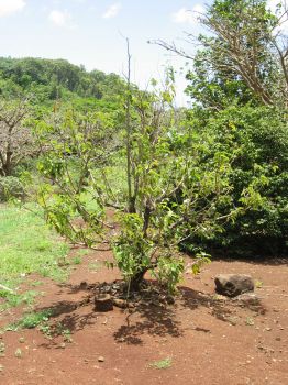 Flueggea neowawraea   - 