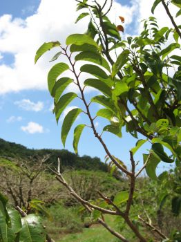 Flueggea neowawraea   - Leafy branch, with stubs of damaged twigs visible