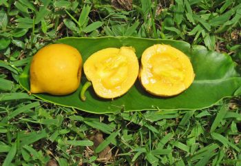Garcinia xanthochymus   - 