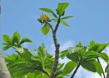 Genipa americana   - 