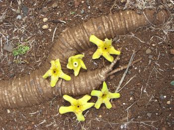 Genipa americana   - Fallen flowers