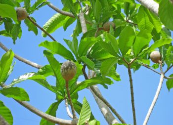 Genipa americana   - Fruiting branches