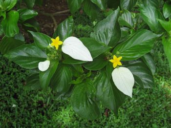 Mussaenda raiateensis   - 