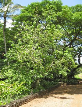 Michelia champaca   - Habit