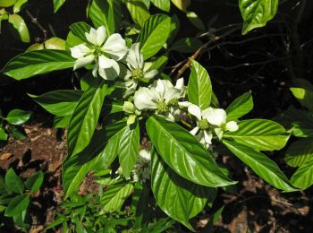 Morinda latibracteata   - Flowering branch