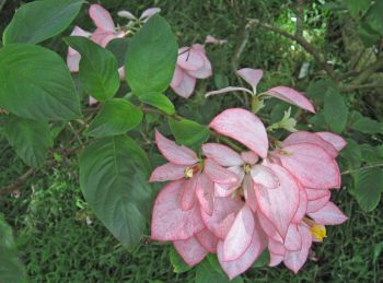Mussaenda   'Queen Sirikit' - Flowering branch
