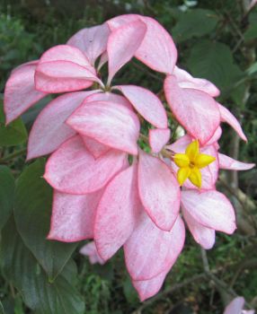 Mussaenda   'Queen Sirikit' - Flowering branch