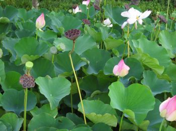 Nelumbo nucifera   - Leaves, flowers, fruits