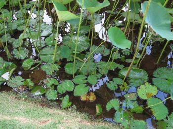 Nelumbo nucifera   - Lotus leaves (emergent) and water lily leaves (floating)