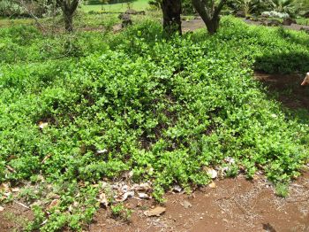Plumbago zeylanica   - Habit