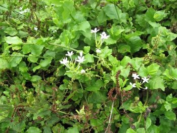 Plumbago zeylanica   - Branches with flowers and fruits