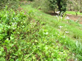 Plumbago zeylanica   - Flowering branch