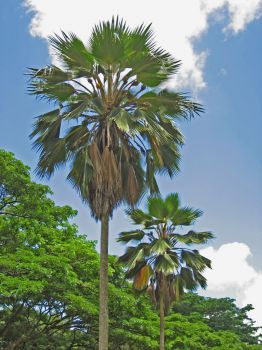 Pritchardia pacifica   - Leaf crown