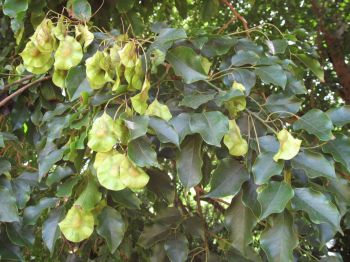 Pterocarpus indicus   - Fruiting branch