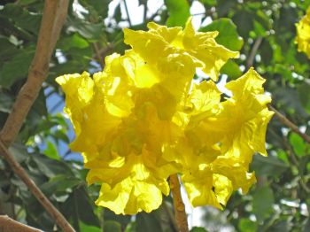 Tabebuia serratifolia   - Flowers