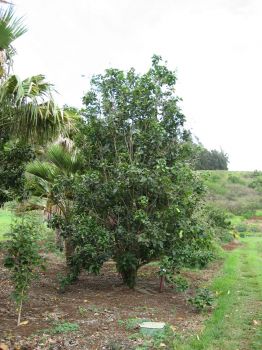 Sapindus oahuensis   - Habit