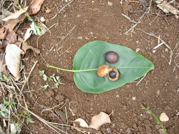 Sapindus oahuensis   - Ripe fruits, one opened to show seed