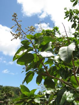 Sapindus oahuensis   - Branch with flowers