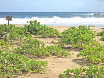 Scaevola taccada   - Habit, beach at Lawai-Kai