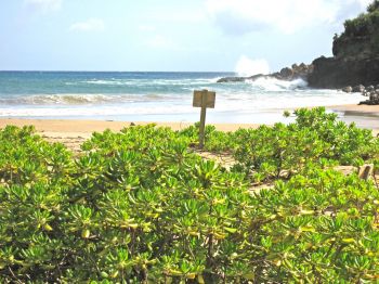 Scaevola taccada   - Habit, beach at Lawai-Kai