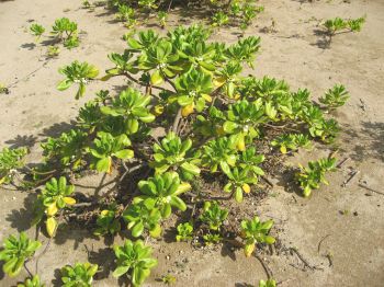 Scaevola taccada   - Habit