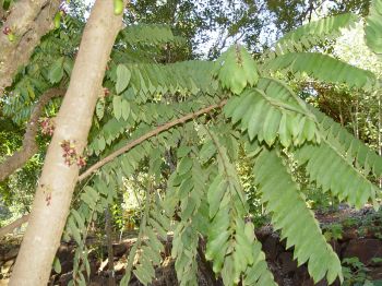 Averrhoa bilimbi   - Branches with leaves and trunk