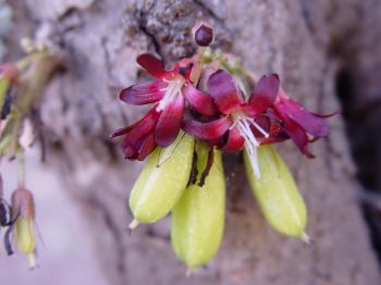 Averrhoa bilimbi   - Flowers and young fruits