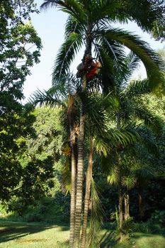 Bactris gasipaes   - Habit, fruiting clump