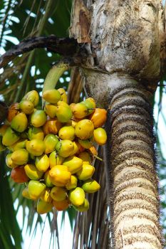 Bactris gasipaes   - Fruit cluster, nearly ripe