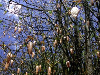 Ceiba pentandra   - Ceiba pentandra