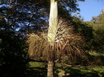 Clinostigma savoryanum   - fruit