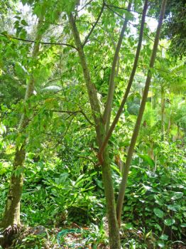 Commersonia bartramia   - Tree