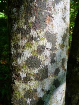 Commersonia bartramia   - Trunk