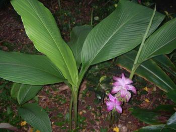 Curcuma zedoaria   - Leaves and Flower