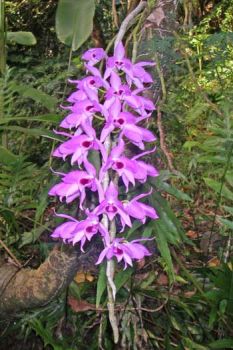 Dendrobium anosmum   - Flowering Stem