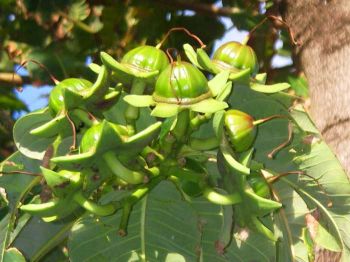 Duabanga grandiflora   - fruit