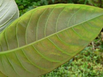 Duabanga grandiflora   - Leaf underside