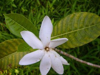 Gardenia oudiepe   - Flowering Stem
