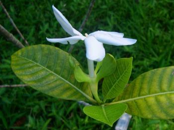 Gardenia oudiepe   - Flowering Stem