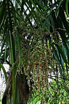 Heterospathe elata   - fruit