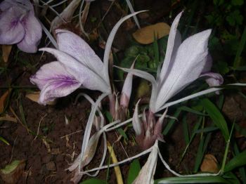 Kaempferia rotunda   - Flowering Stem Detail