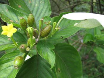 Mussaenda raiateensis   - Inflorescence with fruits