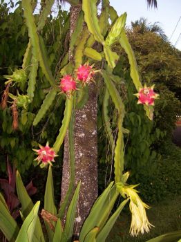 Hylocereus undatus   - Habit, with fruit and flower