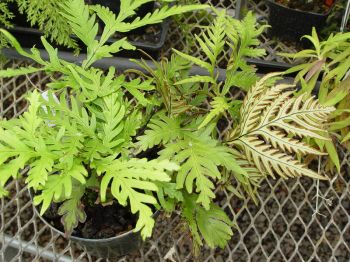 Doryopteris angelica   - Habit, showing underside of fertile frond