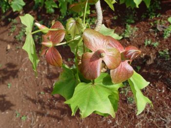 Kokia kauaiensis   - Flowers in bud